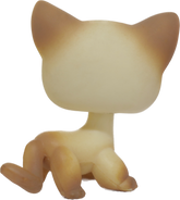 #0816 Shorthair Cat